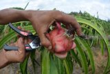 Pekerja memanen buah naga di Desa Sumberasri, Purwoharjo, Banyuwangi, Jawa Timur, Sabtu (22/12/2018). Buah naga tersebut dipasarkan ke Semarang, Solo, dan Jakarta dengan harga Rp5.500 per kg di tingkat petani. Antara Jatim/Seno/ZK.