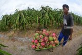 Pekerja memanen buah naga di Desa Sumberasri, Purwoharjo, Banyuwangi, Jawa Timur, Sabtu (22/12/2018). Buah naga tersebut dipasarkan ke Semarang, Solo, dan Jakarta dengan harga Rp5.500 per kg di tingkat petani. Antara Jatim/Seno/ZK.