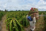 Pekerja memanen buah naga di Desa Sumberasri, Purwoharjo, Banyuwangi, Jawa Timur, Sabtu (22/12/2018). Buah naga tersebut dipasarkan ke Semarang, Solo, dan Jakarta dengan harga Rp5.500 per kg di tingkat petani. Antara Jatim/Seno/ZK.