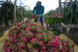 Pekerja memanen buah naga di Desa Sumberasri, Purwoharjo, Banyuwangi, Jawa Timur, Sabtu (22/12/2018). Buah naga tersebut dipasarkan ke Semarang, Solo, dan Jakarta dengan harga Rp5.500 per kg di tingkat petani. Antara Jatim/Seno/ZK.