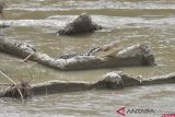 Buaya Terjerat Ban Kembali Muncul