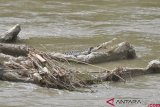 Buaya Terjerat Ban Kembali Muncul