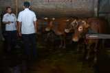 Petugas memperhatikan barang bukti sapi gelonggongan saat melakukan penggerebekan di kandang sapi di kawasan Krian, Sidoarjo, Jawa Timur, Rabu (5/12/2018). Polisi mengungkap praktik penyembelihan sapi dengan cara digelonggong lebih dulu di salah satu tempat pemotongan hewan di daerah itu. Antara Jatim/Umarul Faruq/ZK.