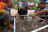 Wisatawan merangkai terumbu karang yang akan ditanam di Pantai Bangsring, Banyuwangi, Jawa Timur, Minggu (9/12/2018). Pantai Bangsring merupakan zona transplantasi terumbu karang, yang menjadi daya tarik untuk wisata edukasi konservasi di Banyuwangi. Antara Jatim/Budi Candra Setya/ZK.