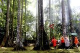 Sejumla wisatawan berlibur di Ekowisata Hutan Cifor,  Bogor, Jawa Barat, Senin (24/12/2018).  Hutan buatan tersebut menjadi tujuan studi bagi peneliti internasional dan juga menjadi wisata alam bagi wisatawan lokal dalam mengisi libur Natal dan Tahun Baru 2019. ANTARA JABAR/Yulius Satria Wijaya/agr. 