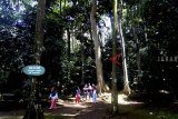 Sejumla wisatawan berlibur di Ekowisata Hutan Cifor,  Bogor, Jawa Barat, Senin (24/12/2018).  Hutan buatan tersebut menjadi tujuan studi bagi peneliti internasional dan juga menjadi wisata alam bagi wisatawan lokal dalam mengisi libur Natal dan Tahun Baru 2019. ANTARA JABAR/Yulius Satria Wijaya/agr. 