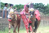 Seorang joki memacu sapi tunggangannya saat perlombaan kerapan sapi carter, di Lapangan Kerap RP Moch Noer, Bangkalan, Madura, Jawa Timur, Sabtu (15/12/2018). Kegiatan yang dimeriahkan dengan penampilan tari tradisional dan kerapan sapi tersebut guna memperkenalkan budaya dan tradisi madura kepada wisatawan. Antara Jatim/Alief Reginald/ZK.