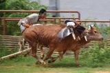 Seorang joki memacu sapi tunggangannya saat perlombaan kerapan sapi carter, di Lapangan Kerap RP Moch Noer, Bangkalan, Madura, Jawa Timur, Sabtu (15/12/2018). Kegiatan yang dimeriahkan dengan penampilan tari tradisional dan kerapan sapi tersebut guna memperkenalkan budaya dan tradisi madura kepada wisatawan. Antara Jatim/Reyhan Ramadhian/ZK.