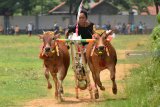 Seorang joki memacu sapi tunggangannya saat perlombaan kerapan sapi carter, di Lapangan Kerap RP Moch Noer, Bangkalan, Madura, Jawa Timur, Sabtu (15/12/2018). Kegiatan yang dimeriahkan dengan penampilan tari tradisional dan kerapan sapi tersebut guna memperkenalkan budaya dan tradisi madura kepada wisatawan. Antara Jatim/Reyhan Ramadhian/ZK.