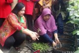 Urban Farming didorong jadi sentra agrobisnis