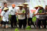 Menteri Koordinator Perekonomian Darmin Nasution (keempat kiri), Gubernur Jawa Timur Soekarwo (kedua kanan), Direktur Bisnis Kecil dan Jaringan BNI Catur Budi Harto (kedua kiri) menanam padi secara simbolis saat acara tanam padi massal di Desa Ternyang, Sumberpucung, Malang, Jawa Timur, Kamis (13/12/2018). Dalam acara yang merupakan rangkaian dimulainya Gerakan Mengawal Musim Tanam Oktober 2018-Maret 2019 tersebut Menko Darmin Nasution juga menyalurkan Kredit Usaha Rakyat (KUR) khusus BNI untuk pembelian alat pengering padi kepada para petani. Antara Jatim/HO/Orin Basuki/ZK.