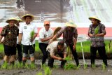 Menteri Koordinator Perekonomian Darmin Nasution (ketiga kanan), Gubernur Jawa Timur Soekarwo (kanan), Direktur Bisnis Kecil dan Jaringan BNI Catur Budi Harto (kedua kiri) menanam padi secara simbolis saat acara tanam padi massal di Desa Ternyang, Sumberpucung, Malang, Jawa Timur, Kamis (13/12/2018). Dalam acara yang merupakan rangkaian dimulainya Gerakan Mengawal Musim Tanam Oktober 2018-Maret 2019 tersebut Menko Darmin Nasution juga menyalurkan Kredit Usaha Rakyat (KUR) khusus BNI untuk pembelian alat pengering padi kepada para petani. Antara Jatim/HO/Orin Basuki/ZK.