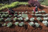 Petani merawat sayuran yang ditanam di Kawasan Rumah Pangan Lestari (KRPL) di  Cibinong, Bogor, Jawa Barat, Jumat (21/12/2018). KRPL merupakan alternatif terobosan pembangunan pertanian untuk mewujudkan penganekaragaman atau diversifikasi pangan yang terdiri dari komoditas tanaman umbi-umbian, sayur-sayuran, buah-buahan serta dukungan dan pemenuhan pangan rumah tangga dalam pola konsumsi pangan yang beragam, bergizi dan aman. ANTARA JABAR/Yulius Satria Wijaya/agr. 