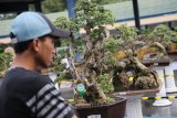 Panitia mempersiapkan bonsai saat Kontes Bonsai Nasional yang diselengarakan Pemerintah Daerah Kediri bekerjasama dengan Perkumpulan Penggemar Bonsai Indonesia (PPBI) di Kediri, Jawa Timur, Minggu (16/12/2018). Kontes yang bertujuan menggali potensi bidang pertanian itu diikuti sebanyak 209 peserta dari sejumlah daerah. Antara Jatim/Prasetia Fauzani/ZK.