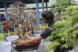 Panitia mempersiapkan bonsai saat Kontes Bonsai Nasional yang diselengarakan Pemerintah Daerah Kediri bekerjasama dengan Perkumpulan Penggemar Bonsai Indonesia (PPBI) di Kediri, Jawa Timur, Minggu (16/12/2018). Kontes yang bertujuan menggali potensi bidang pertanian itu diikuti sebanyak 209 peserta dari sejumlah daerah. Antara Jatim/Prasetia Fauzani/ZK.