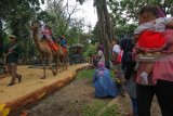 Pengunjung menunggang Unta di Kebun Binatang Surabaya (KBS), Surabaya, Jawa Timur, Selasa (25/12/2018). Ribuan pengunjung dari  berbagai daerah memanfaatkan liburan Natal dan Tahun baru 2019 di kebun binatang yang memiliki sekitar  2.200 satwa tersebut. Antara Jatim/Didik Suhartono/ZK.