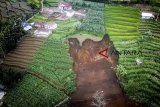 Foto udara longsor yang terjadi di Desa Mandalahaji, Pacet, Kabupaten Bandung, Jawa Barat, Minggu (16/12/2018). Longsor setinggi 15 meter akibat curah hujan yang tinggi di Bandung Raya tersebut membuat aktivitas pertanian di kawasan itu terhambat. ANTARA JABAR/Raisan Al Farisi/agr. 