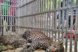 Macan tutul hutan Gunung Lawu masuk perangkap