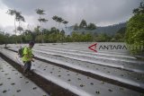 Petani memberikan pupuk cair untuk bibit sayuran salada di Desa Cibodas, Lembang, Kabupaten Bandung Barat, Jawa Barat, Rabu (12/12/2018). Petani menyatakan, dari 18 ribu bibit yang ditebar pada musim tanam akhir tahun ini ditargetkan dapat menghasilkan enam ton salada yang akan di panen pada akhir Januari mendatang. ANTARA JABAR/Raisan Al Farisi/agr.