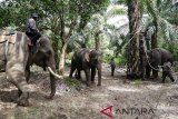 Mahout mengunggangi Gajah jinak Balai Konservasi Sumber Data Alam (BKSDA) Aceh mengikat gajah liar betina (tengah) yang berhasil ditangkap di Desa Tangga Besi, Kota Subulussalam, Aceh, Sabtu (8/12/2018). BKSDA Aceh mengerahkan lima ekor gajah jinak untuk memindahkan seekor gajah betina yang diperkirakan terjebak di kawasan perkebunan sawit sejak lima tahun terakhir. (Antara Aceh/Irwansyah Putra)