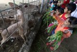 Anak-anak memberi makan Rusa Timor (Cervus Timorensis) di tempat penangkaran rusa markas Brigif Mekanis 16/Wira Yudha, di Kota Kediri, Jawa Timur, Minggu (9/12/2018). Penangkaran rusa di area militer tersebut terbuka untuk umum dan tanpa dipungut biaya guna mendekatkan diri TNI kepada masyarakat. Antara Jatim/Prasetia Fauzani/ZK.