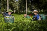 Buruh tani memanen daun teh di kebun milik PTPN VIII, Desa Kertasari, Kabupaten Bandung, Jawa Barat, Senin (17/12/2018). Dewan Teh Indonesia (DTI) memprediksi produksi teh di akhir 2018 akan naik tipis yakni 0,62 persen atau sekitar 140.234 ton dibanding produksi teh tahun lalu yang hanya 139.362 ton yang dipengaruhi oleh adanya program GPATN (Gerakan Penyelamatan Agribisnis Teh Nasional) dari pemerintah. ANTARA JABAR/Raisan Al Farisi/agr. 