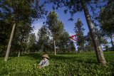 Buruh tani memanen daun teh di kebun milik PTPN VIII, Desa Kertasari, Kabupaten Bandung, Jawa Barat, Senin (17/12/2018). Dewan Teh Indonesia (DTI) memprediksi produksi teh di akhir 2018 akan naik tipis yakni 0,62 persen atau sekitar 140.234 ton dibanding produksi teh tahun lalu yang hanya 139.362 ton yang dipengaruhi oleh adanya program GPATN (Gerakan Penyelamatan Agribisnis Teh Nasional) dari pemerintah. ANTARA JABAR/Raisan Al Farisi/agr. 