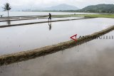 Petani berjalan di areal persawahan di Desa Simpenan, Pelabuhan Ratu, Kabupaten Sukabumi, Jawa Barat, Senin (10/12/2018). Berdasarkan data Kementerian Agraria dan Tata Ruang (ATR), setiap tahun sebanyak 150 ribu hingga 200 ribu hektar lahan sawah beralih fungsi menjadi kawasan industri, perumahan, atau bangunan lain. ANTARA JABAR/Nurul Ramadhan/agr.