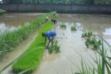 Petani menyiapkan bibit padi untuk ditanam di Desa Teja Timur, Pamekasan, Jawa Timur, Senin (10/12/2018). Pemerintah menargetkan  mengembangkan tanaman padi di lahan rawa seluas 550.000 hektare pada 2019 yang tersebar di sejumlah daerah di Indonesia. Antara Jatim/Saiful Bahri/ZK.