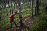 Petani menyadap karet di Cikalong Wetan, Kabupaten Bandung Barat, Jawa Barat, Senin (3/12/2018). Presiden Joko Widodo mengatakan pemerintah siap membeli karet dari petani untuk digunakan sebagai bahan baku campuran aspal dalam proyek infrastruktur sebagai salah satu cara mendorong permintaan pasca-anjloknya harga karet di pasar dunia. ANTARA JABAR/Raisan Al Farisi/agr.