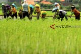 Buruh tani menanam padi di areal sawah desa Pabean udik, Indramayu, Jawa Barat, Minggu (16/12/2018). Badan Pusat Statistik (BPS) mencatat daya beli petani semakin meningkat karena nilai nominal upah harian buruh tani per Oktober 2018 meningkat 0,31 persen atau saat ini menjadi Rp 52.828 dibandingkan periode September. ANTARA JABAR/Dedhez Anggara/agr.