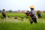 Buruh tani menanam padi di areal sawah desa Pabean udik, Indramayu, Jawa Barat, Minggu (16/12/2018). Badan Pusat Statistik (BPS) mencatat daya beli petani semakin meningkat karena nilai nominal upah harian buruh tani per Oktober 2018 meningkat 0,31 persen atau saat ini menjadi Rp 52.828 dibandingkan periode September. ANTARA JABAR/Dedhez Anggara/agr.