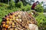 Seorang buruh tani memanen kelapa sawit di Perkebunan PTPN VII Kebun Gedeh, Kabupaten Cianjur, Jawa Barat, Senin (3/12/2018). Gabungan Pengusaha Kelapa Sawit Indonesia (Gapki) mencatat hingga Oktober 2018, Indonesia telah mengekspor 4,9 juta ton Crude Palm Oil (CPO) atau 18 persen dari total ekspor serta 21,17 juta ton produk turunan atau olahan CPO atau 82 persen dari total ekspor. ANTARA JABAR/Raisan Al Farisi/agr.