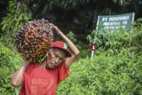 Seorang buruh tani memanen kelapa sawit di Perkebunan PTPN VII Kebun Gedeh, Kabupaten Cianjur, Jawa Barat, Senin (3/12/2018). Gabungan Pengusaha Kelapa Sawit Indonesia (Gapki) mencatat hingga Oktober 2018, Indonesia telah mengekspor 4,9 juta ton Crude Palm Oil (CPO) atau 18 persen dari total ekspor serta 21,17 juta ton produk turunan atau olahan CPO atau 82 persen dari total ekspor. ANTARA JABAR/Raisan Al Farisi/agr.