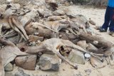 Polisi tangkap pemburu rusa di pulau Komodo