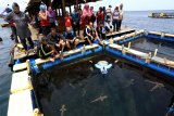 Wisatawan berenang bersama hiu di tempat penangkaran pantai Bangsring, Banyuwangi, Jawa Timur, Minggu (9/12/2018). Hiu anakan yang ditangkarkan untuk mendapatkan perawatan setelah terjebak jaring nelayan itu, menjadi daya tarik wisatawan untuk menikmati sensasi berenang bersama Hiu. Antara Jatim/Budi Candra Setya/ZK.