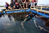 Wisatawan berenang bersama hiu di tempat penangkaran pantai Bangsring, Banyuwangi, Jawa Timur, Minggu (9/12/2018). Hiu anakan yang ditangkarkan untuk mendapatkan perawatan setelah terjebak jaring nelayan itu, menjadi daya tarik wisatawan untuk menikmati sensasi berenang bersama Hiu. Antara Jatim/Budi Candra Setya/ZK.