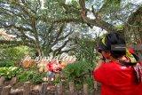 Wisatawan berfoto dengan latar belakang suasana hutan trembesi  di Djawatan, Benculuk, Banyuwangi, Jawa Timur, Jumat (7/12/2018). Hutan milik perhutani yang ditumbuhi pohon trembesi berusia ratusan tahun itu, menjadi daya Tarik wisatawan untuk ber swafoto. Antara Jatim/Budi Candra Setya/ZK.