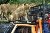 Pengunjung bersiap memberi makan singa Afrika saat program baru Feline Feeding Adventure di Taman Safari Indonesia, Cisarua, Kabupaten Bogor, Jawa Barat, Senin (24/12/2018). Program Feline Feeding Adventure ini menawarkan pengalaman seru bagi pengunjung untuk memberi makan singa Afrika dari jarak dekat yakni dari dalam kendaraan khusus sekaligus menyambut liburan sekolah, Hari Raya Natal dan Tahun Baru 2019. ANTARA JABAR/Arif Firmansyah/agr. 