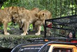 Pengunjung bersiap memberi makan singa Afrika saat program baru Feline Feeding Adventure di Taman Safari Indonesia, Cisarua, Kabupaten Bogor, Jawa Barat, Senin (24/12/2018). Program Feline Feeding Adventure ini menawarkan pengalaman seru bagi pengunjung untuk memberi makan singa Afrika dari jarak dekat yakni dari dalam kendaraan khusus sekaligus menyambut liburan sekolah, Hari Raya Natal dan Tahun Baru 2019. ANTARA JABAR/Arif Firmansyah/agr. 