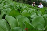 Petani (kiri) disaksikan perwakilan manajemen Taman Simalem Resort Dedi Nelson (kanan) memanen sawi organik, di Desa Mulia Rakyat, Karo, Sumatra Utara, Selasa (11/12/2018). Areal kebun sayur yang dikelola oleh petani binaan Taman Simalem Resort tersebut menggunakan kompos dari kotoran ayam dan sapi sebagai pupuk yang diharapkan sebagai kawasan percontohan pertanian organik di Karo. (Antara News - Sumut) Irsan