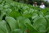 Petani memanen sawi organik, di Desa Mulia Rakyat, Karo, Sumatra Utara, Selasa (11/12/2018). Areal kebun sayur yang dikelola oleh petani binaan Taman Simalem Resort tersebut menggunakan kompos dari kotoran ayam dan sapi sebagai pupuk yang diharapkan sebagai kawasan percontohan pertanian organik di Karo. (Antara Sumut/Irsan)