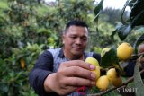 Wisatawan memetik buah Biwa (Loquat) di kawasan objek wisata Taman Simalem Resort, Karo, Sumatra Utara, Selasa (11/12/2018). Memetik buah dan langsung dikonsumsi tersebut, menjadi salah satu andalan wisata di lokasi itu. (Antara News - Sumut) Irsan