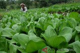 Petani memanen sawi organik, di Desa Mulia Rakyat, Karo, Sumatra Utara, Selasa (11/12/2018). Areal kebun sayur yang dikelola oleh petani binaan Taman Simalem Resort tersebut menggunakan kompos dari kotoran ayam dan sapi sebagai pupuk yang diharapkan sebagai kawasan percontohan pertanian organik di Karo. (Antara Sumut/Irsan)