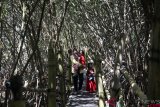 Wisata Hutan Mangrove Pasir Kadilangu