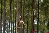 Wisata Hutan Pinus Darmacaang