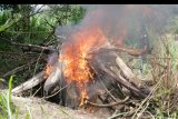 Petugas Conservation Response Unit (CRU) Peusangan, Bener Meriah membakar bangkai gajah sumatra (Elephas maximus sumatranus) yang ditemukan mati di pinggiran Sungai Peusangan antara perbatasan Kabupaten Bener Meriah dan Kabupaten Bireuen, Aceh, Sabtu (29/12/2018). Balai Konservasi Sumber Daya Alam (BKSDA) Aceh telah melaporkan kasus kematian gajah liar jantan yang diperkirakan berusia 40 tahun dan ditemukan mati dengan kondisi gading hilang kepada Polres Bireuen untuk diproses secara hukum. ANTARA FOTO/Irwansyah Putra/kye.