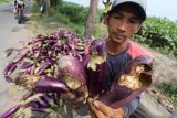 Petani memperlihatkan terong yang rusak di area persawahan Desa Wates, Kediri, Jawa Timur, Senin (10/12/2018). Petani di wilayah tersebut mengeluhkan serangan hama tikus yang mengakibatkan sedikitnya 10 persen hasil panen terong mengalami kerusakan. ANTARA FOTO/Prasetia Fauzani/hp.