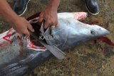 Nelayan memotong ikan hiu hasil tangkapannya di Pelabuhan Ikan Samudera Kendari, Sulawesi Tenggara, Minggu (30/12/2018). Sebagian nelayan masih berburu hiu dan diperdagangkan tanpa memerhatikan kelestariannya, sehingga bisa merusak keseimbangan ekosistem laut. ANTARA FOTO/Jojon/aww.