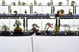 Pengunjung mengamati tanaman bonsai saat pameran dan kontes Bonsai di Taman Lokasan, Kabupaten Ciamis, Jawa Barat, Sabtu (22/12/2018). Pemeran dan kontes tanaman bonsai bertajuk Pesona Galuh Bonsai Festival 2018 diikuti 340 peserta dari berbagai daerah tersebut  bertujuan meningkatkan nilai harga jual tanaman Bonsai. ANTARA JABAR/Adeng Bustomi/agr. 